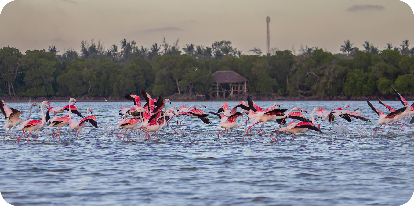 Creek Flamingo Park