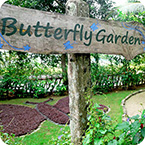 <BUTTERFLY GARDEN