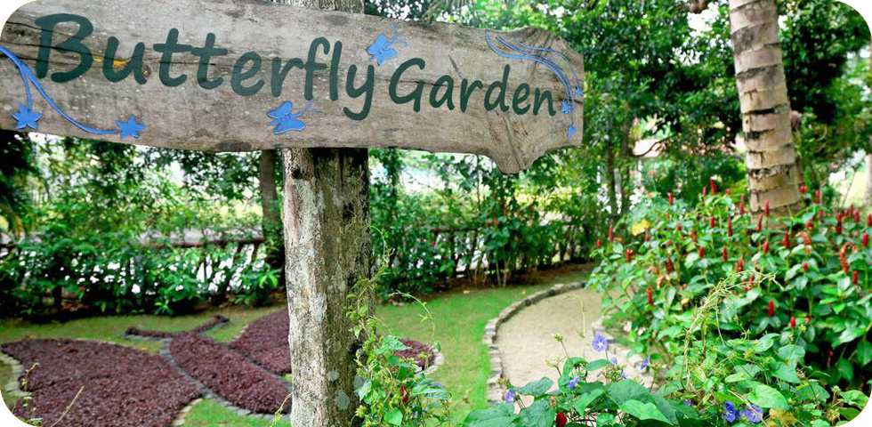 BUTTERFLY GARDEN